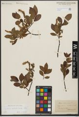 Foto von Salix waldsteiniana Willd.
